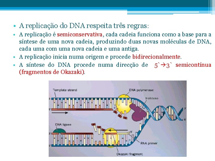  • A replicação do DNA respeita três regras: • A replicação é semiconservativa,