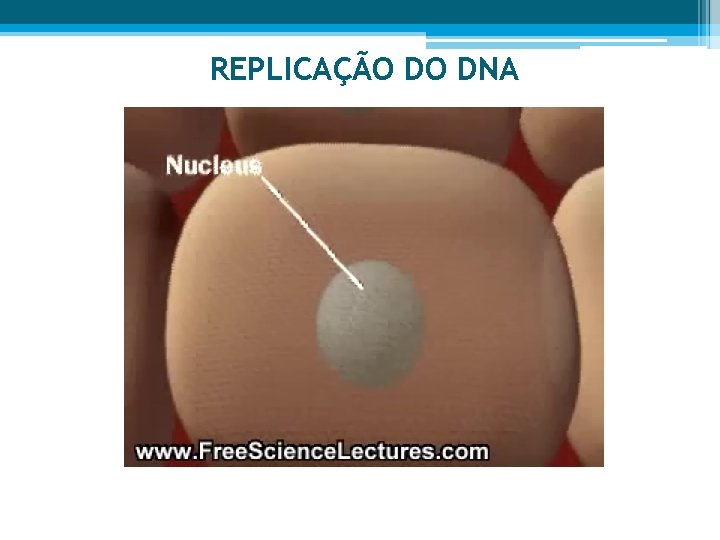 REPLICAÇÃO DO DNA 