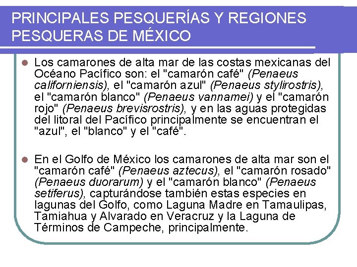 PRINCIPALES PESQUERÍAS Y REGIONES PESQUERAS DE MÉXICO l Los camarones de alta mar de