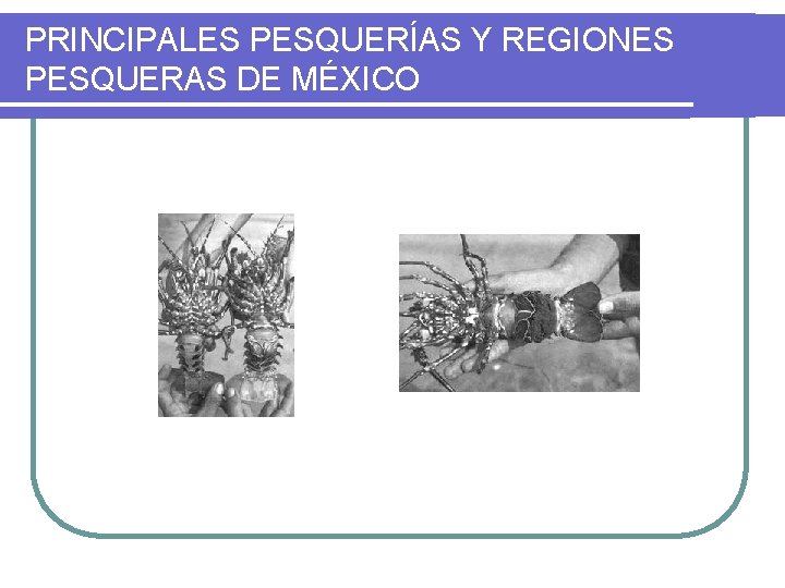 PRINCIPALES PESQUERÍAS Y REGIONES PESQUERAS DE MÉXICO 