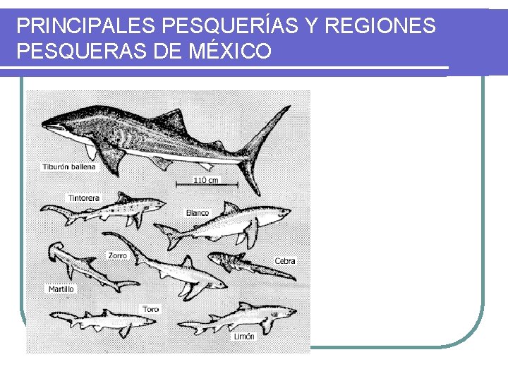 PRINCIPALES PESQUERÍAS Y REGIONES PESQUERAS DE MÉXICO 