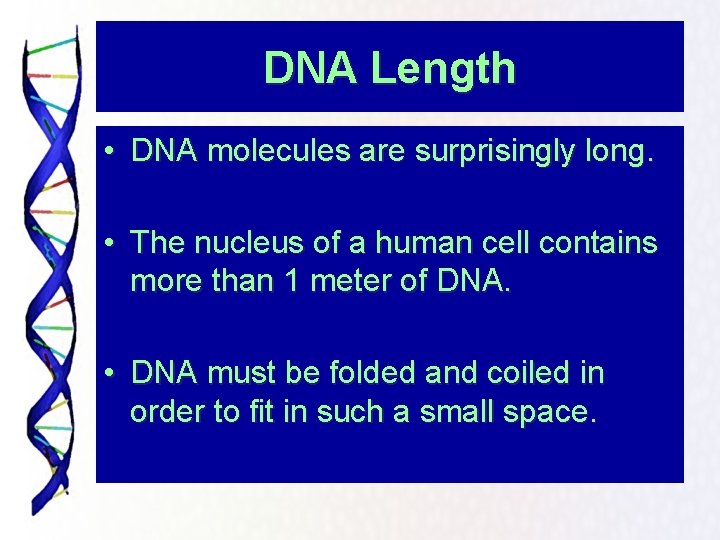 DNA Length • DNA molecules are surprisingly long. • The nucleus of a human