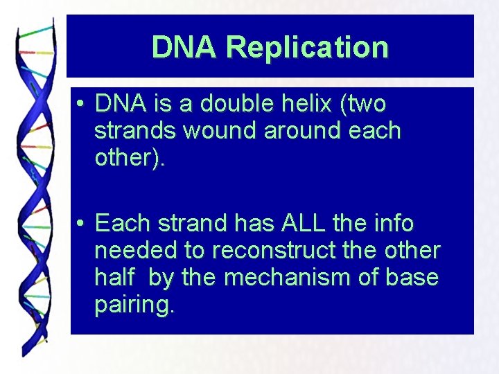 DNA Replication • DNA is a double helix (two strands wound around each other).