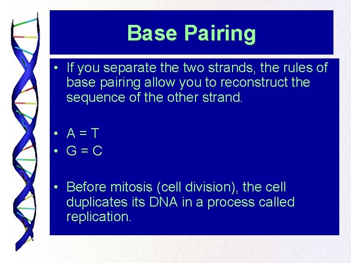 Base Pairing • If you separate the two strands, the rules of base pairing