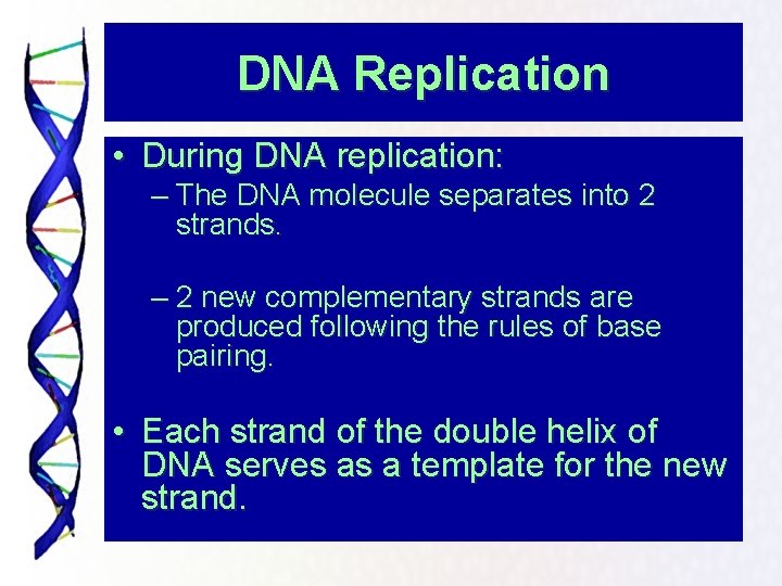 DNA Replication • During DNA replication: – The DNA molecule separates into 2 strands.