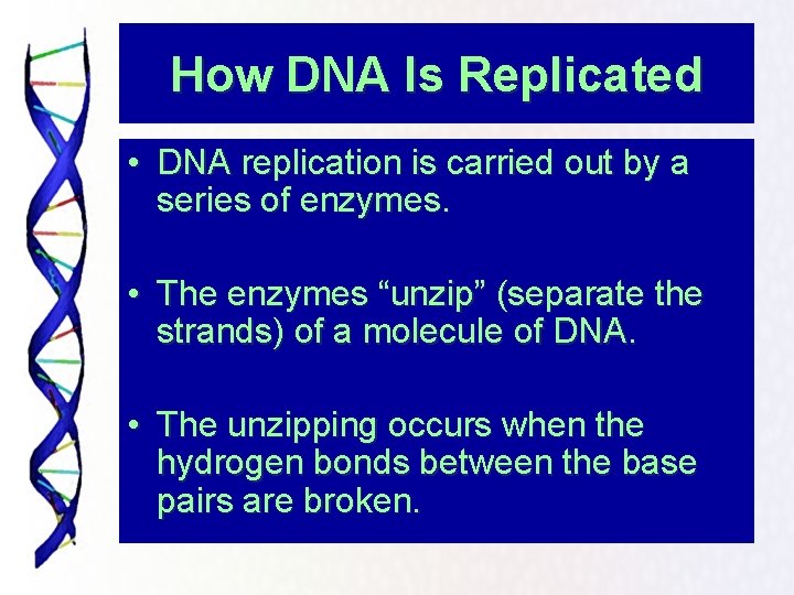 How DNA Is Replicated • DNA replication is carried out by a series of