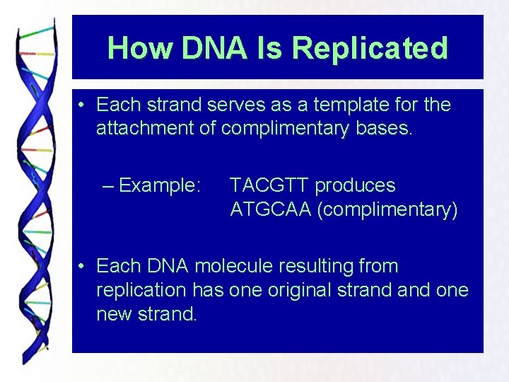 How DNA Is Replicated • Each strand serves as a template for the attachment