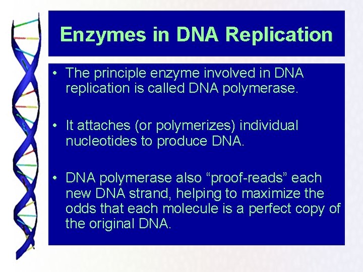 Enzymes in DNA Replication • The principle enzyme involved in DNA replication is called