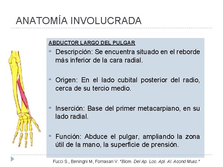 ANATOMÍA INVOLUCRADA ABDUCTOR LARGO DEL PULGAR Descripción: Se encuentra situado en el reborde más