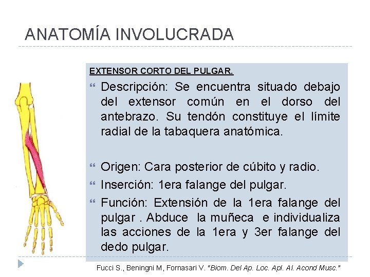 ANATOMÍA INVOLUCRADA EXTENSOR CORTO DEL PULGAR. Descripción: Se encuentra situado debajo del extensor común