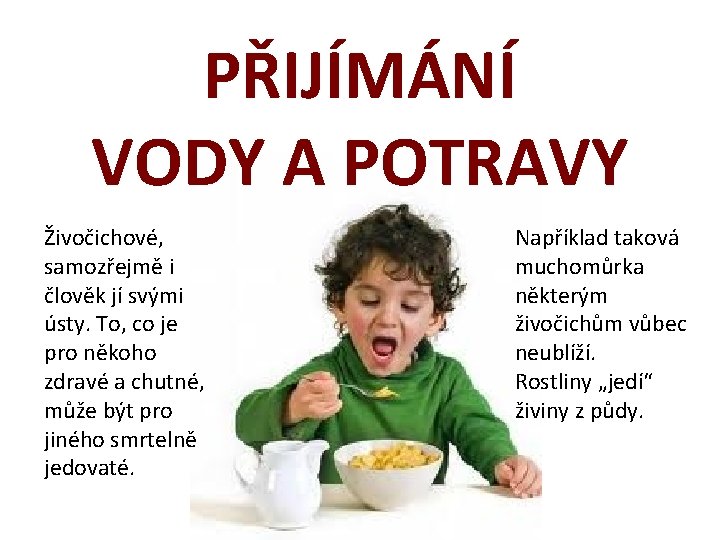 PŘIJÍMÁNÍ VODY A POTRAVY Živočichové, samozřejmě i člověk jí svými ústy. To, co je