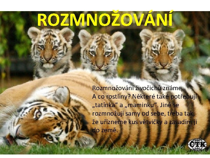 ROZMNOŽOVÁNÍ Rozmnožování živočichů známe. A co rostliny? Některé také potřebují „tatínka“ a „maminku“. Jiné