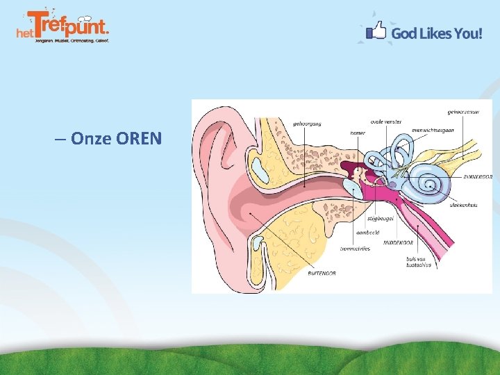 – Onze OREN 