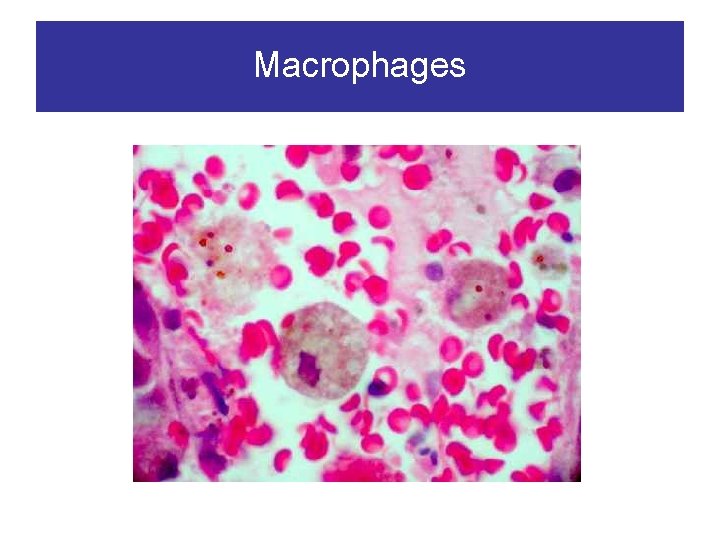 Macrophages 