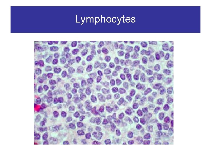 Lymphocytes 