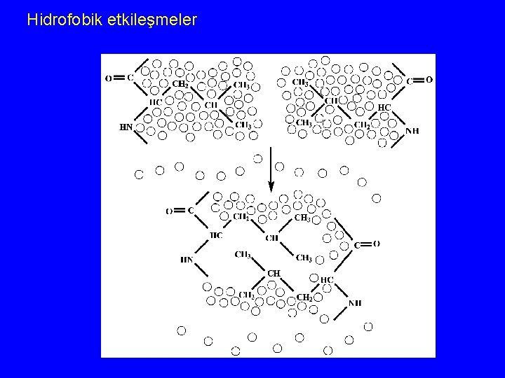 Hidrofobik etkileşmeler 