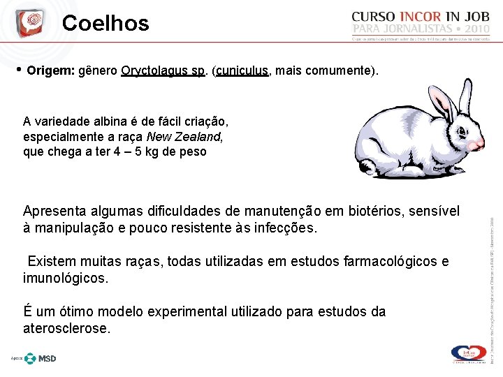 Coelhos • Origem: gênero Oryctolagus sp. (cuniculus, mais comumente). A variedade albina é de