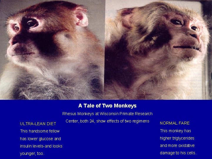 A Tale of Two Monkeys Rhesus Monkeys at Wisconsin Primate Research ULTRA-LEAN DIET Center,