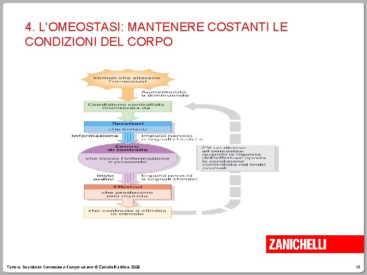 4. L’OMEOSTASI: MANTENERE COSTANTI LE CONDIZIONI DEL CORPO Tortora, Derrickson Conosciamo il corpo umano