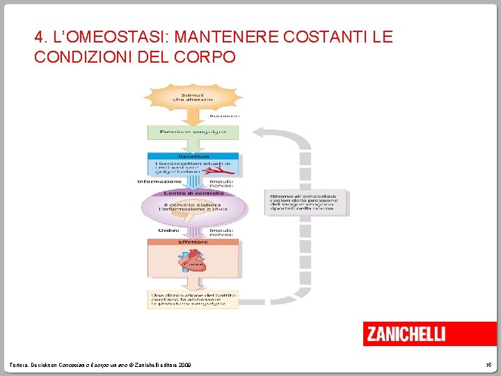 4. L’OMEOSTASI: MANTENERE COSTANTI LE CONDIZIONI DEL CORPO Tortora, Derrickson Conosciamo il corpo umano