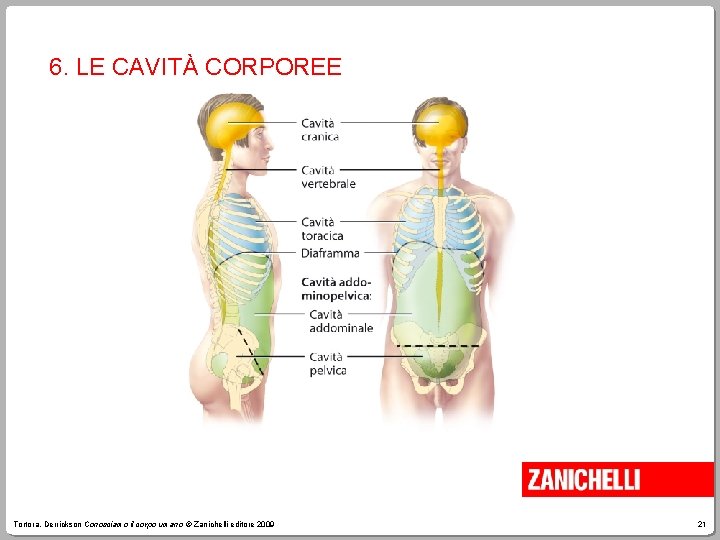 6. LE CAVITÀ CORPOREE Tortora, Derrickson Conosciamo il corpo umano © Zanichelli editore 2009