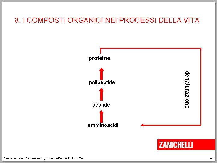 8. I COMPOSTI ORGANICI NEI PROCESSI DELLA VITA proteine peptide denaturazione polipeptide amminoacidi Tortora,