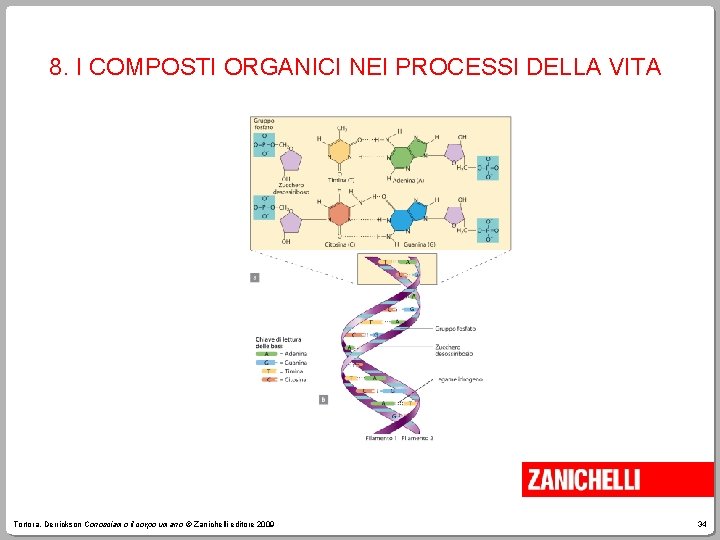 8. I COMPOSTI ORGANICI NEI PROCESSI DELLA VITA Tortora, Derrickson Conosciamo il corpo umano