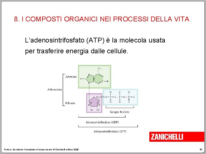 8. I COMPOSTI ORGANICI NEI PROCESSI DELLA VITA L’adenosintrifosfato (ATP) è la molecola usata