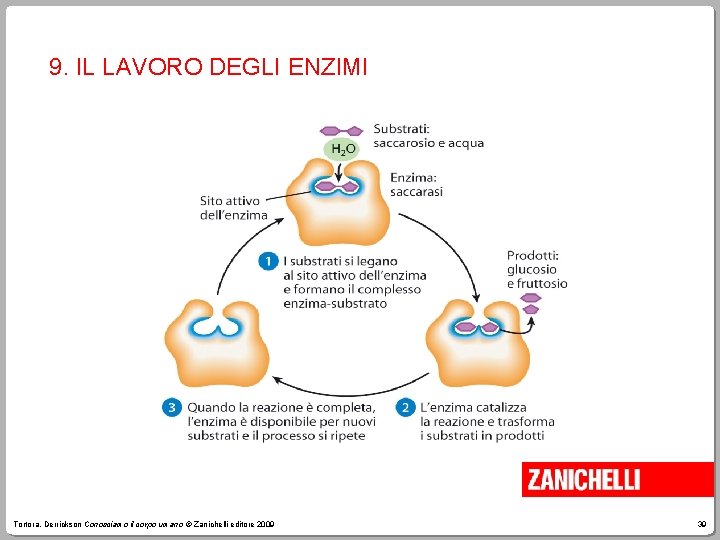 9. IL LAVORO DEGLI ENZIMI Tortora, Derrickson Conosciamo il corpo umano © Zanichelli editore