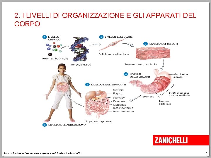 2. I LIVELLI DI ORGANIZZAZIONE E GLI APPARATI DEL CORPO Tortora, Derrickson Conosciamo il