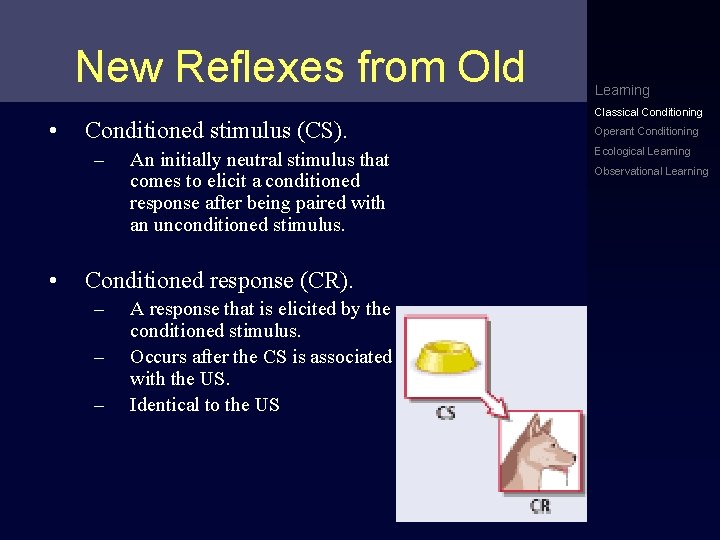 New Reflexes from Old • Conditioned stimulus (CS). – • An initially neutral stimulus