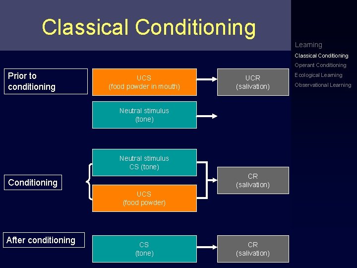 Classical Conditioning Learning Classical Conditioning Operant Conditioning Prior to conditioning UCS (food powder in