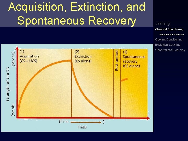 Acquisition, Extinction, and Spontaneous Recovery Learning Classical Conditioning Spontaneous Recovery Operant Conditioning Ecological Learning