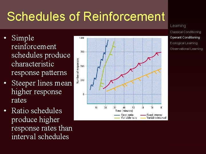 Schedules of Reinforcement • Simple reinforcement schedules produce characteristic response patterns • Steeper lines