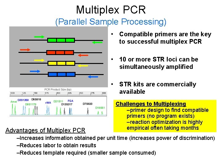 Multiplex PCR (Parallel Sample Processing) • Compatible primers are the key to successful multiplex Multiplex PCR (Parallel Sample Processing) • Compatible primers are the key to successful multiplex