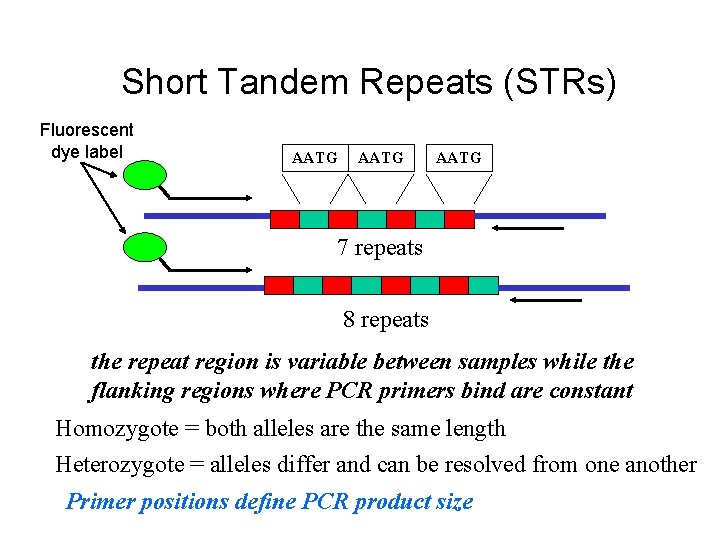 Short Tandem Repeats (STRs) Fluorescent dye label AATG 7 repeats 8 repeats the repeat Short Tandem Repeats (STRs) Fluorescent dye label AATG 7 repeats 8 repeats the repeat
