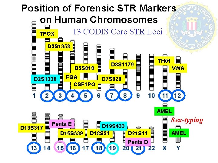 Position of Forensic STR Markers on Human Chromosomes 13 CODIS Core STR Loci TPOX Position of Forensic STR Markers on Human Chromosomes 13 CODIS Core STR Loci TPOX