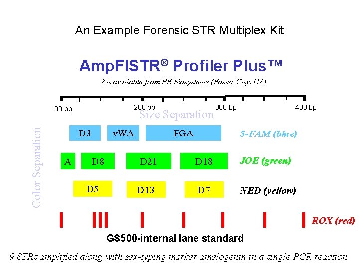 An Example Forensic STR Multiplex Kit Amp. Fl. STR® Profiler Plus™ Kit available from An Example Forensic STR Multiplex Kit Amp. Fl. STR® Profiler Plus™ Kit available from