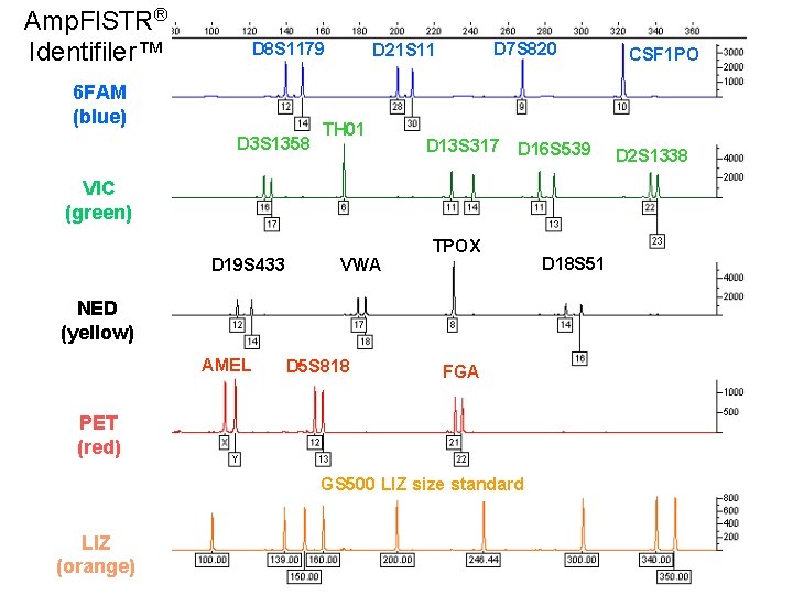 Amp. Fl. STR® Identifiler™ D 8 S 1179 6 FAM (blue) D 3 S Amp. Fl. STR® Identifiler™ D 8 S 1179 6 FAM (blue) D 3 S