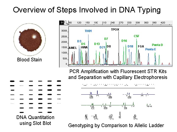 Overview of Steps Involved in DNA Typing TPOX TH 01 D 3 AMEL D Overview of Steps Involved in DNA Typing TPOX TH 01 D 3 AMEL D