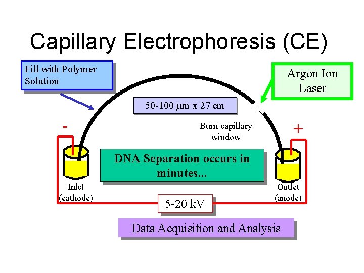 Capillary Electrophoresis (CE) Fill with Polymer Solution Argon Ion Laser 50 -100 m x Capillary Electrophoresis (CE) Fill with Polymer Solution Argon Ion Laser 50 -100 m x