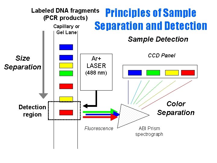 Principles of Sample Separation and Detection Labeled DNA fragments (PCR products) Capillary or Gel Principles of Sample Separation and Detection Labeled DNA fragments (PCR products) Capillary or Gel