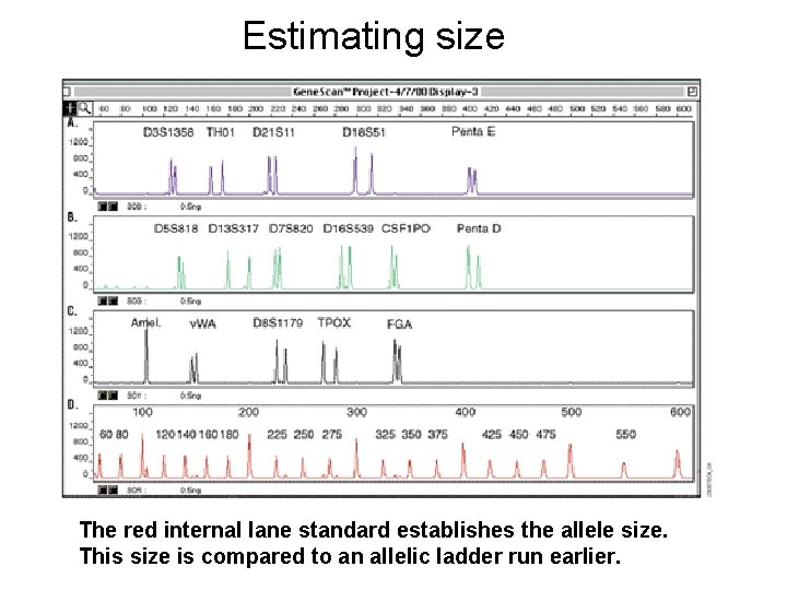 Estimating size The red internal lane standard establishes the allele size. This size is Estimating size The red internal lane standard establishes the allele size. This size is