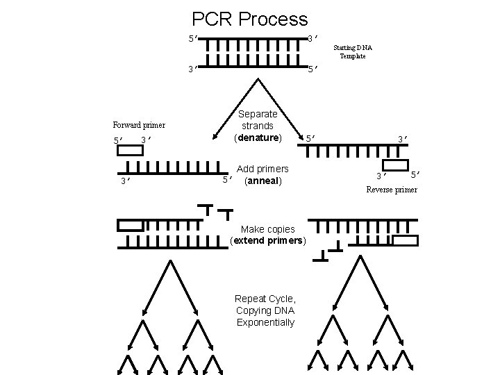 PCR Process 5’ 3’ 3’ 5’ Separate strands (denature) Forward primer 5’ 3’ 3’ PCR Process 5’ 3’ 3’ 5’ Separate strands (denature) Forward primer 5’ 3’ 3’