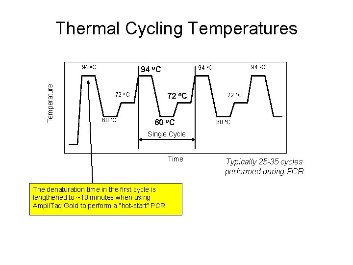 Thermal Cycling Temperatures Temperature 94 o. C 72 o. C 60 o. C Single Thermal Cycling Temperatures Temperature 94 o. C 72 o. C 60 o. C Single