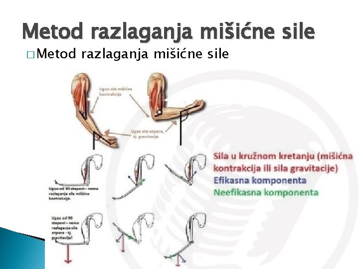 Metod razlaganja mišićne sile � Metod razlaganja mišićne sile 