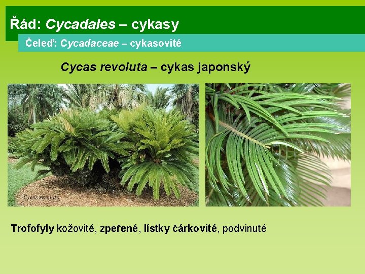 Řád: Cycadales – cykasy Čeleď: Cycadaceae – cykasovité Cycas revoluta – cykas japonský Trofofyly