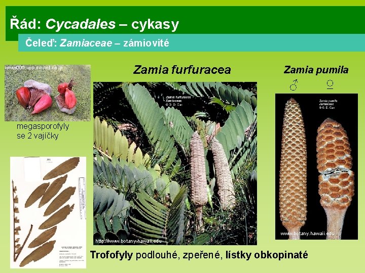 Řád: Cycadales – cykasy Čeleď: Zamiaceae – zámiovité www 006. upp. so-net. ne. jp
