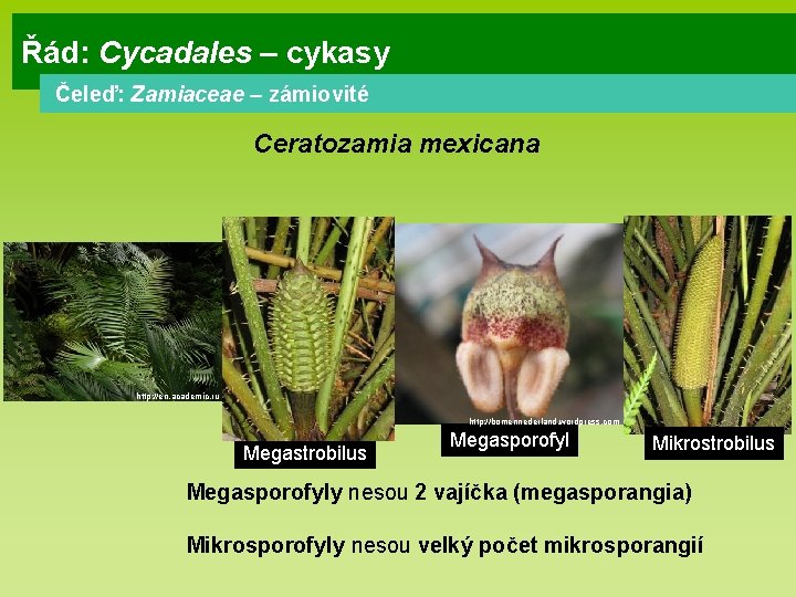 Řád: Cycadales – cykasy Čeleď: Zamiaceae – zámiovité Ceratozamia mexicana http: //en. academic. ru