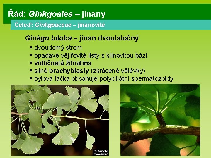 Řád: Ginkgoales – jinany Čeleď: Ginkgoaceae – jinanovité Ginkgo biloba – jinan dvoulaločný §
